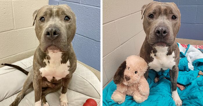 This Is Bruno, A Rescue Pitbull, Adopted Together With His Matching One-Eared Plush Toy