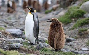 36 Penguin Facts That Shed Some Light On These Awesome Birds