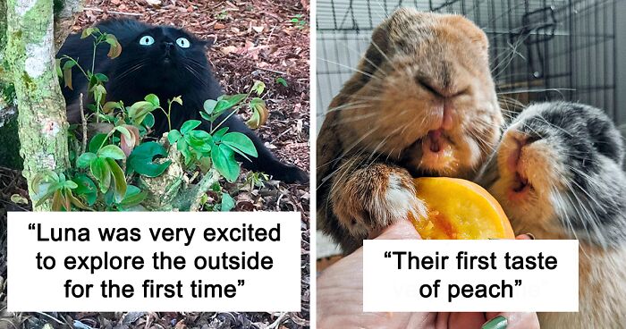 136 Times Pets Tried Something For The First Time Ever And Their Reactions Didn't Disappoint (New Pics)