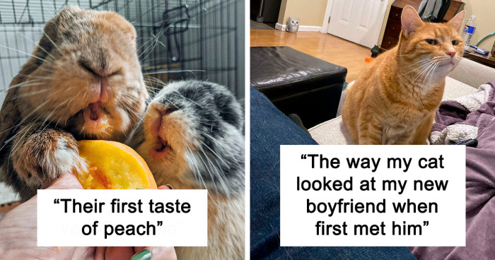 136 Adorable Pets' Reactions To Trying Something New (New Pics)