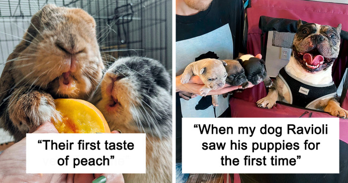 136 Unforgettable Moments Of Pets Trying Something New For The First Time (New Pics)