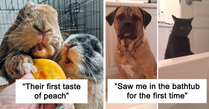 136 Times Animals Did Things For The First Time And Had The Funniest Reactions (New Pics)