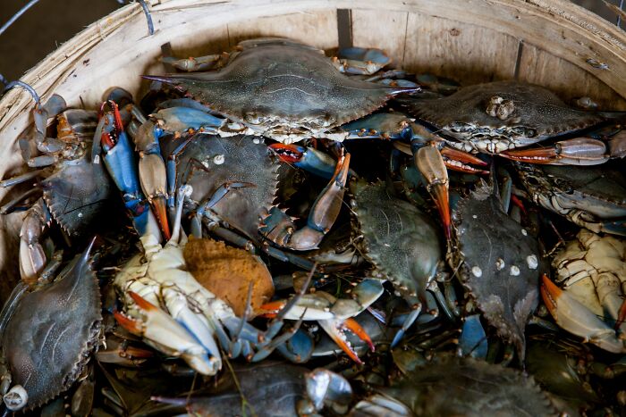 Many Crabs In A Bucket 