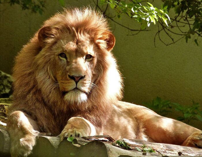 Lion Lying On The Ground Outside 