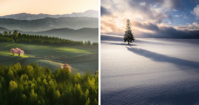 Trees Of Hokkaido: My 25 Dreamy-Looking Pictures Of Trees In My Hometown