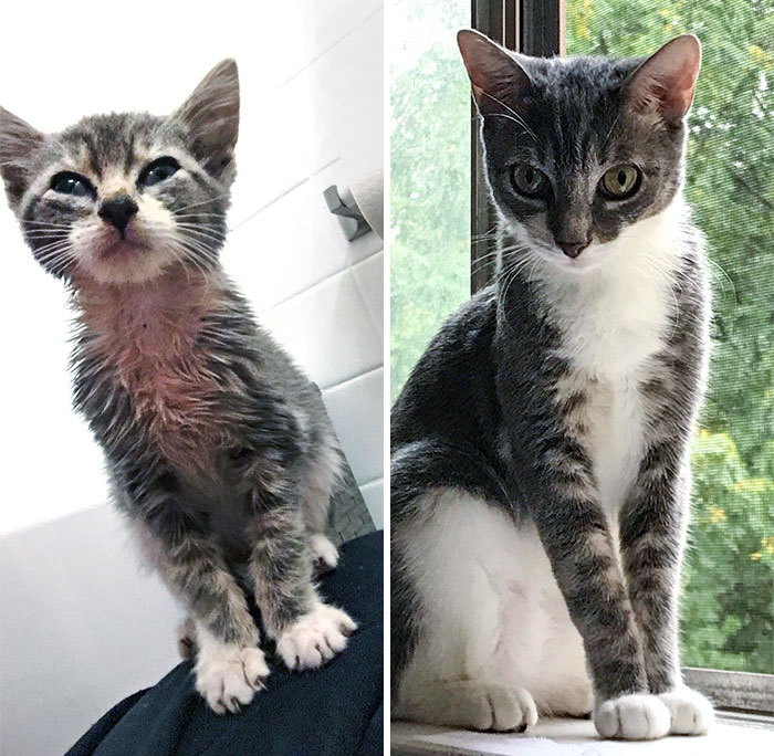 The First Day I Found Her vs. One Year Later. I Found Her In The Parking Lot Of My Complex. I Heard Meowing From The Trees. I Meowed Back, And She Came To Me