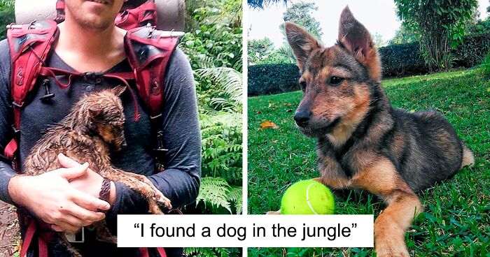 98 Dogs Who Went Through Miraculous Transformations After Being Rescued (New Pics)