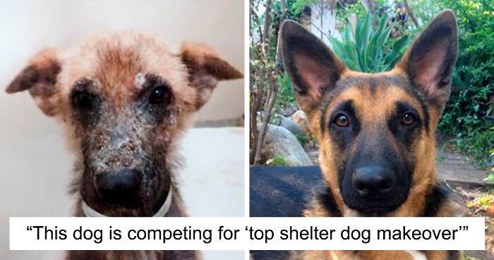 98 Heartwarming Photos Of Dogs Before And After Being Rescued (New Pics)