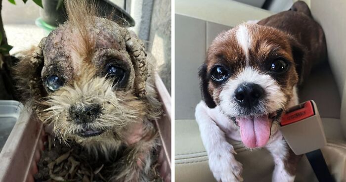 98 Before And After Pics Of Rescue Dogs Who Got A Second Chance In Life (New Pics)