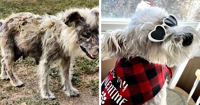 50 Pics Of Dogs Who Were Saved From Awful Conditions And Got A Second Chance In Life (New Pics)