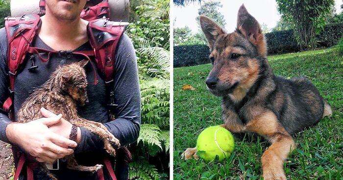 98 Before And After Transformations Of Dogs Who Went From Awful Conditions To Loving Homes (New Pics)