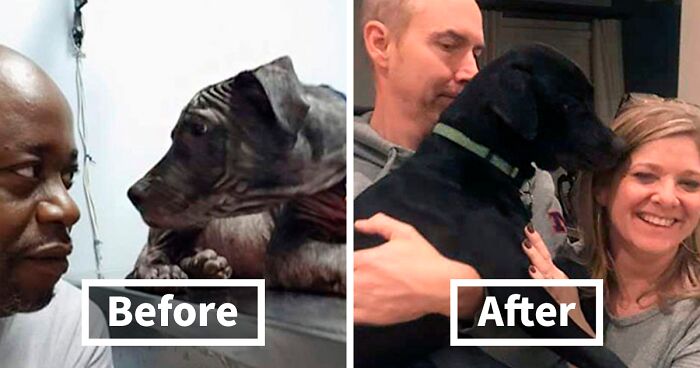 98 Incredible Before & After Rescue Dog Transformations That Show What Love Can Do (New Pics)