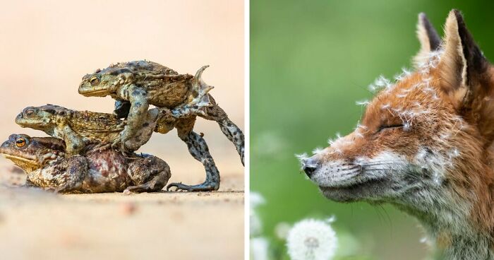 The British Wildlife Photography Awards 2023: 21 Images Of British Wildlife Through The Lens Of This Year's Winners And Runner-ups