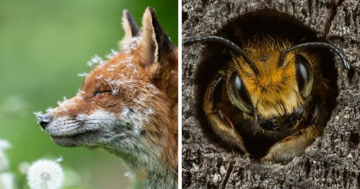 21 Winners Of The 2023 British Wildlife Photography Awards Have Been Announced