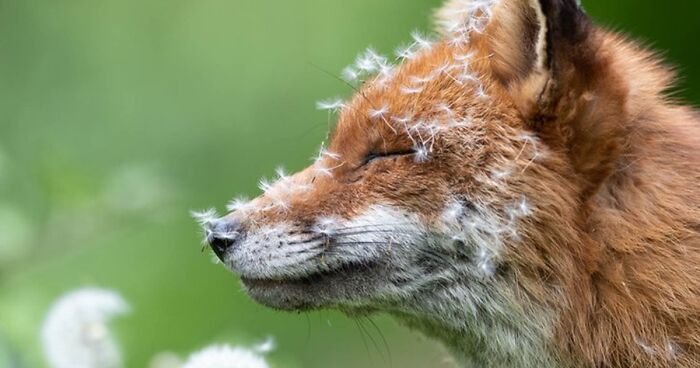 Intimate Moments Of Nature: 21 Stunning Winning Images Of The 2023 British Wildlife Photography Awards