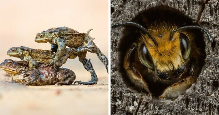 21 Captivating Images Of British Wildlife Through The Lens Of This Year's Winners Of British Wildlife Photography Awards