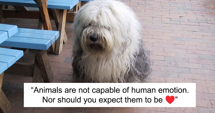 Person's Controversial Viewpoint Is That Pets Don't Really Love Humans And It All Comes Down To Pure Instincts, The Internet Reacts