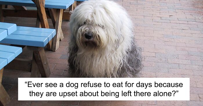 Writer's Contradictory Opinion Is That Pets In Fact Don't Love Their Owners Yet Are Food And Comfort-Motivated, Twitter Reacts Violently