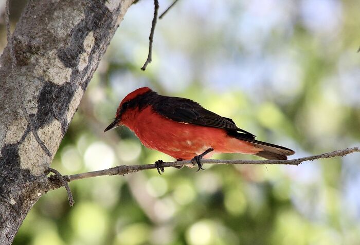 Beautiful Bird