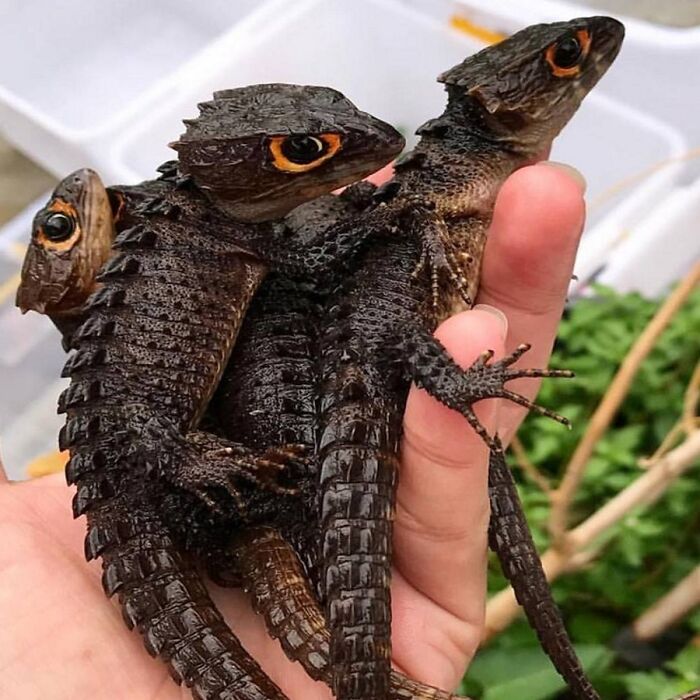 Red Eyed Crocodile Skinks, Definitely Not Baby Dragons