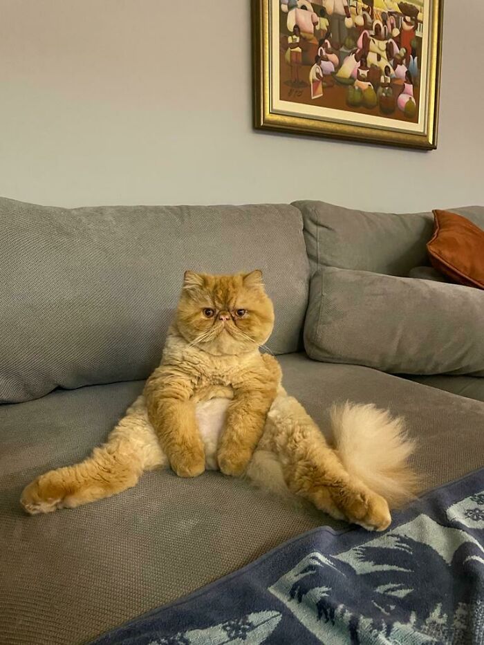 The Way My Cat Sits Sometimes