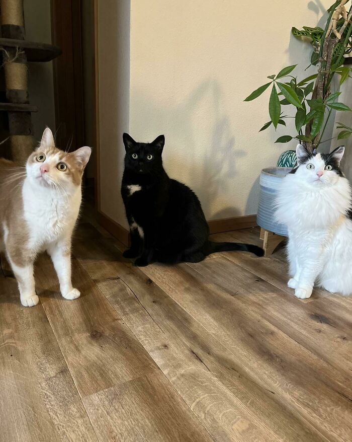I Interrupted Their Meeting. What Are They Plotting?