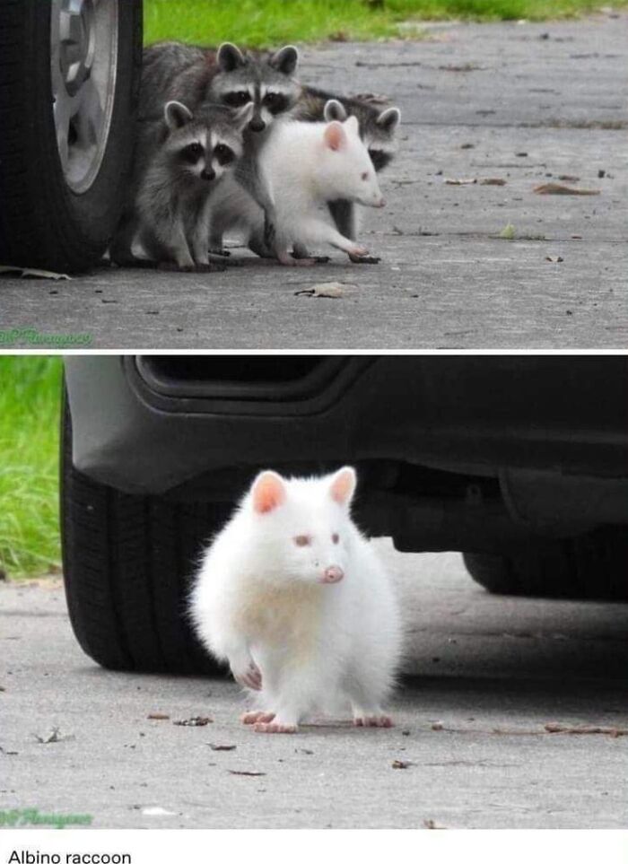 Albino Raccoon