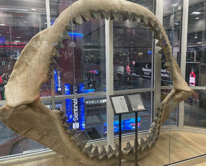 Til That Las Vegas, Nv Airport Has A Megalodon Fossil With All Original Teeth Found By One Person Who Dives For Them. I Was Walking Through The Airport And Saw The Massive Jaws