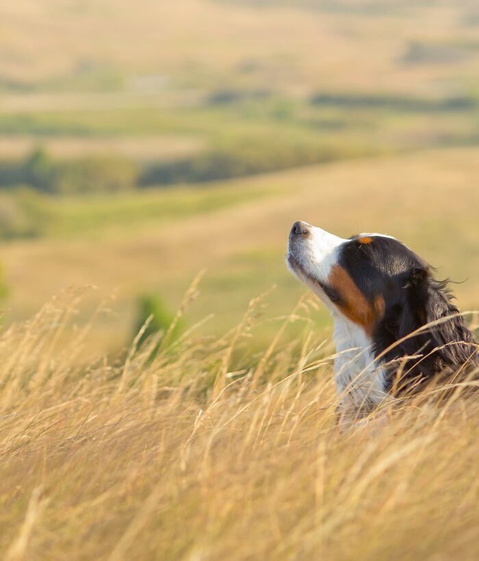 I Took A Picture Of A Dog In The Wind