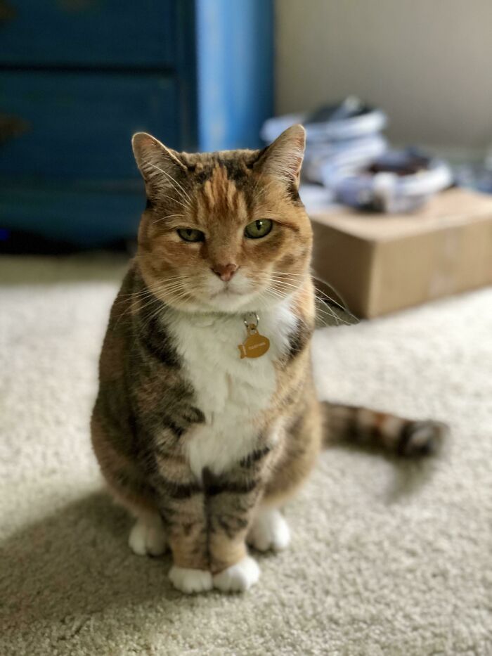 Brown cat sitting and looking