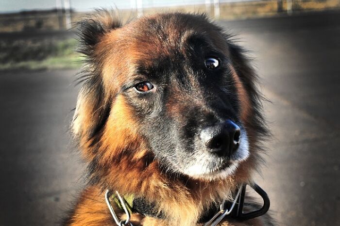 Close up brown dog looking