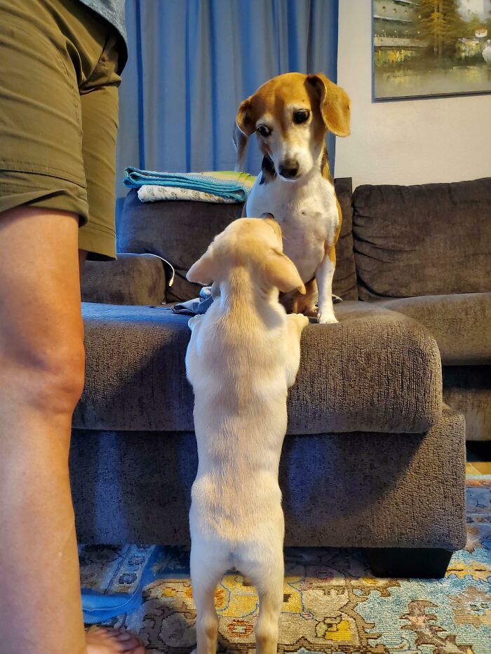 White and brown with white dogs looking at each other