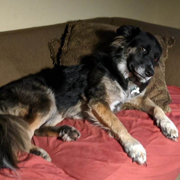 Black and white dog lying on the bed and looking