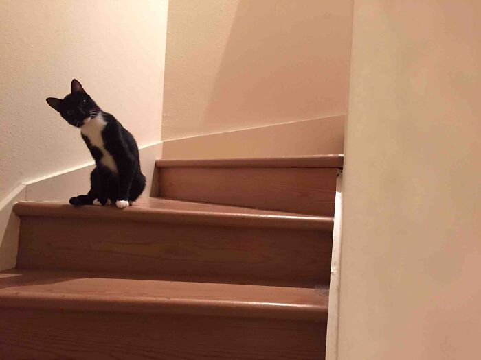 Black and white cat sitting and looking