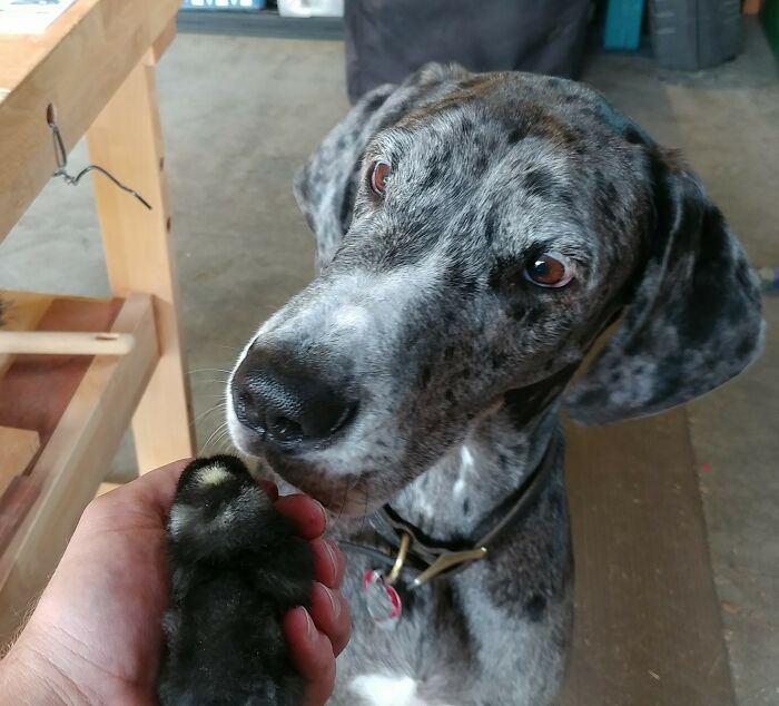 Gray dog looking at small chicken