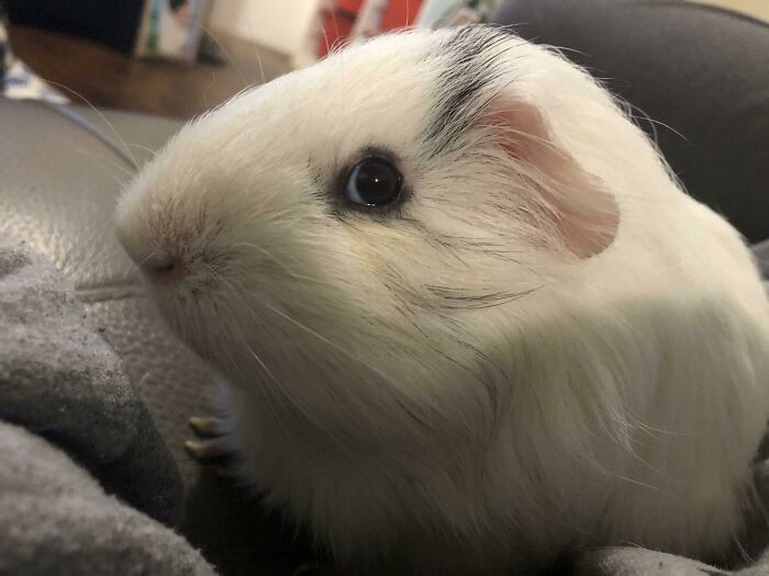 White guinea pig looking