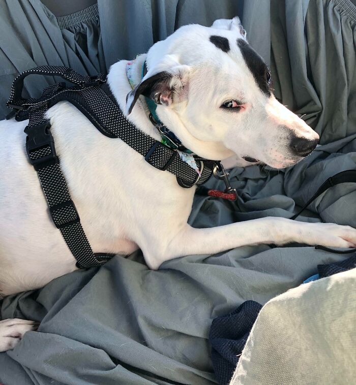 White dog lying and looking