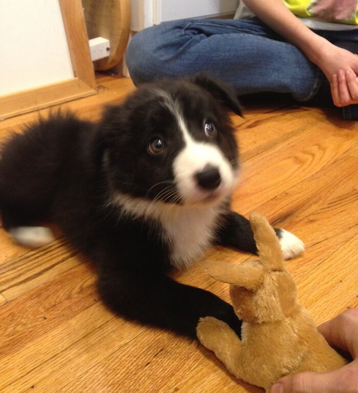 Black and white puppy looking