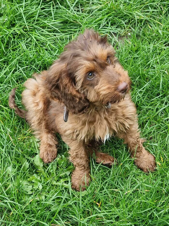 Meet My New Puppy, Roo (Those Eyes Must Count As Eyebleach)