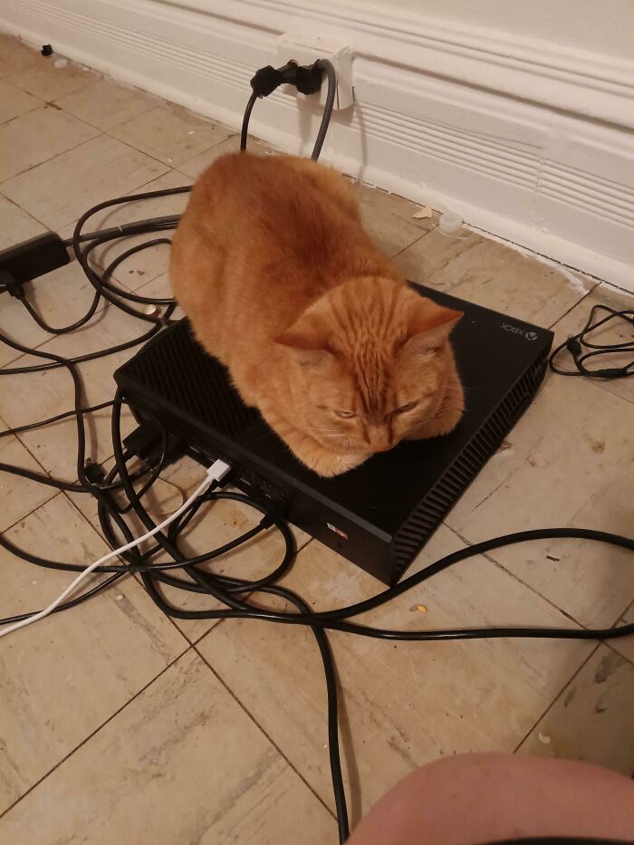 On Top Of My Xbox Is Her Favorite Spot In The House