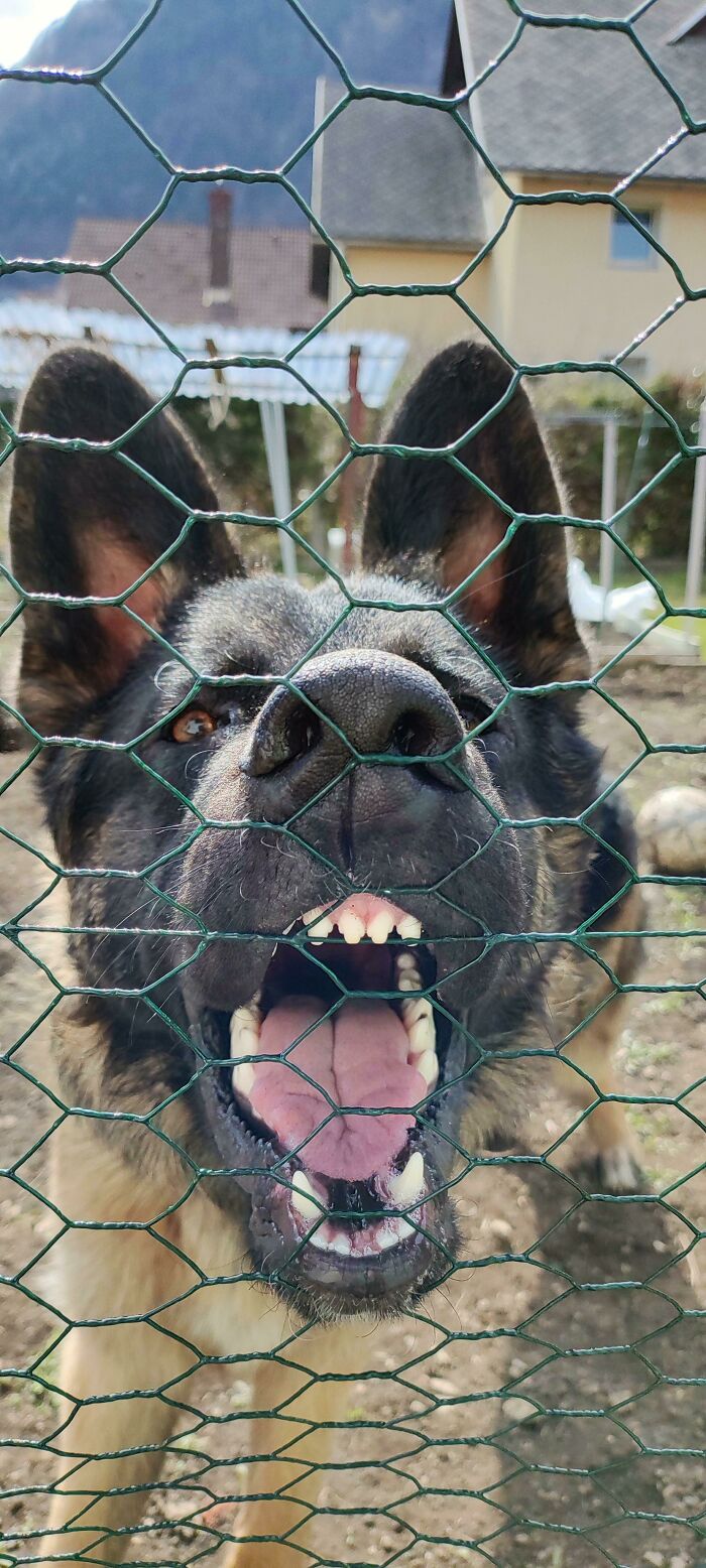 Our Boy Does Not Agree With The Vegetable Garden Being Fenced Off (Because He's Digging Holes In It Like A Groundhog)