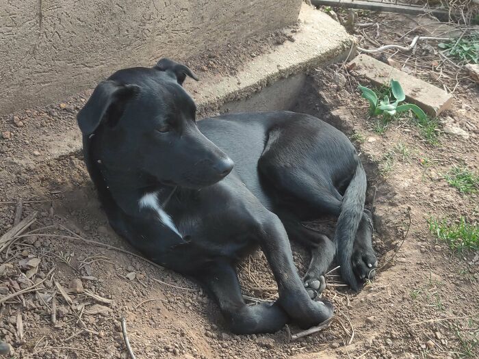 Is This Normal? She's Been Digging These Holes Since Last Spring, And Today She Decided They're The Perfect Shape And Size To Fit A Dog