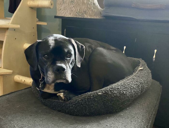 90lb Dog vs. Cat Bed… She Loves To Do This And Has No Idea Why We’re Laughing