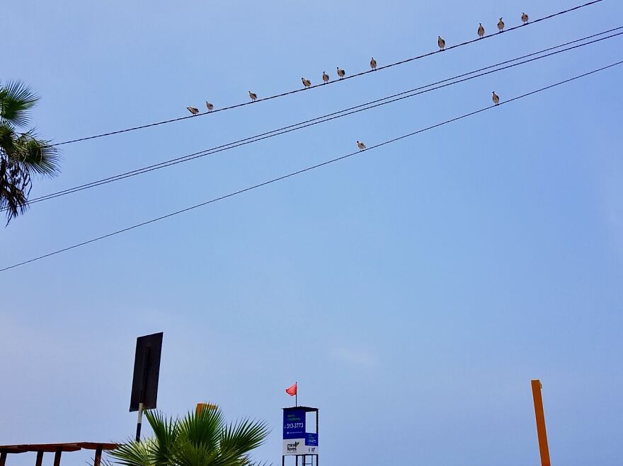 Birds From Peru