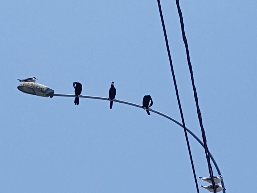 Birds From Peru