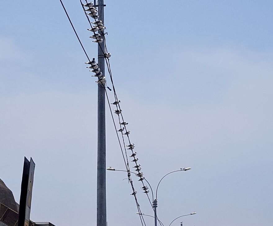 Birds From Peru