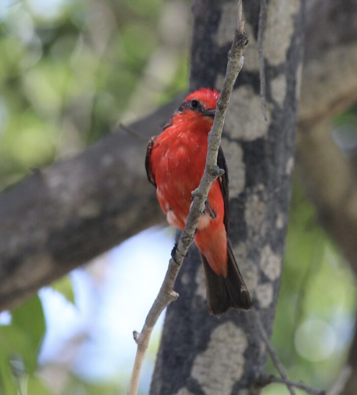 Taken In Lima Peru. Don't Know The Bird's Name