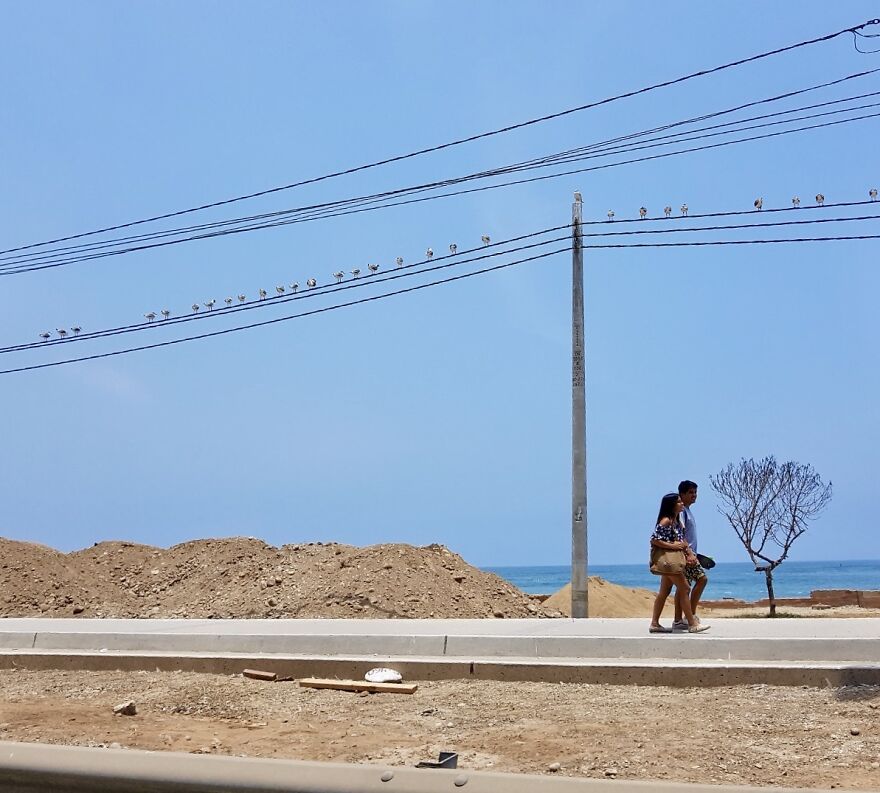 Birds From Peru