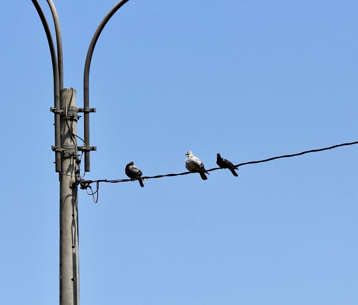 Doves On A Wire