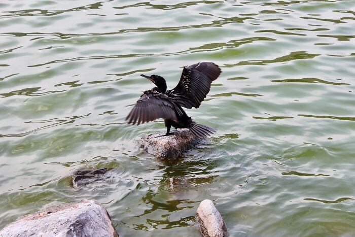 In A Lake In La Molina, Lima, Peru